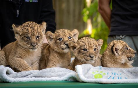 Newborn Lion Cubs Steal Hearts At Zoo With Mothers Watchful Eye