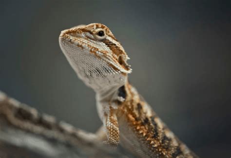 How To Tell If A Bearded Dragon Is Male Or Female 4 Tactics