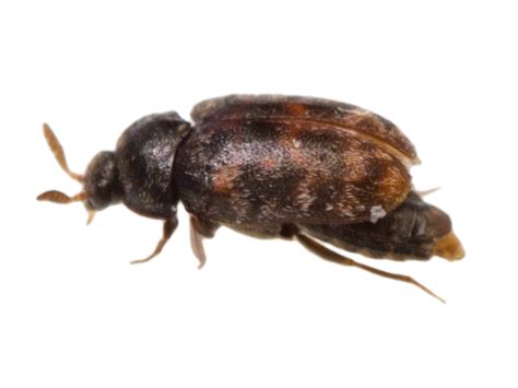 Carpet Beetle Pest Control And Extermination Service Mississauga Pest