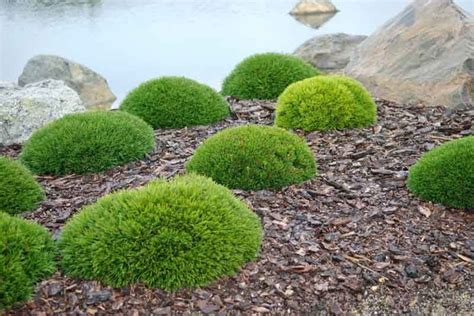 Maybe you would like to learn more about one of these? Pinus mugo var. pumilio (Dwarf Mountain Pine) in 2020 ...