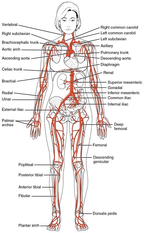 See pictures of vein and artery problems and learn about the causes and symptoms of conditions like coronary artery disease, peripheral artery disease (pad), varicose veins, and more from this. Circulatory Pathways · Anatomy and Physiology