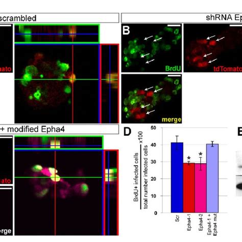 EphA4 Affects Proliferation Of Adult SVZ NSCs In Vivo AC