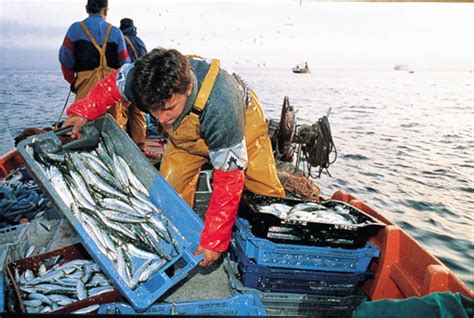 Pesca Y Minería Entre Los Primeros Sectores Que Podrían Reactivarse