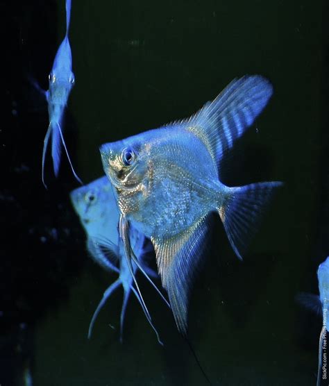 Blue Pinoy Angelfish Betta Aquarium Tropical Fish Aquarium Betta Fish
