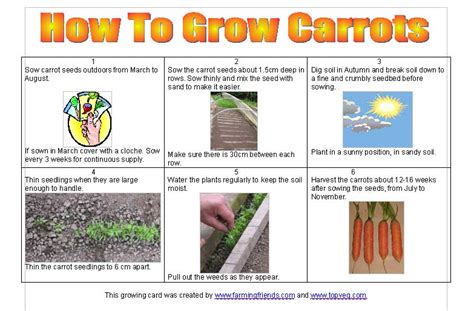 How To Grow Carrots Top Veg