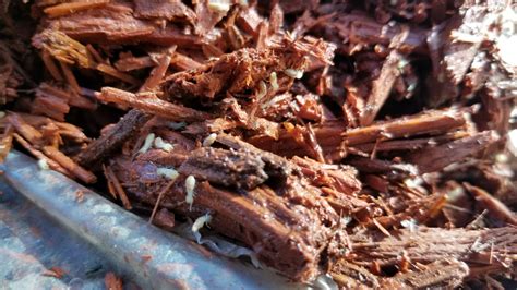 We pride ourselves in always trying to provide the best pest control possible. Termites Archives - Brody Brothers Pest Control in Baltimore