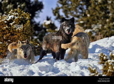 Grey Wolf Timber Wolf Canis Lupus Pack Interaction Behaviour Captive