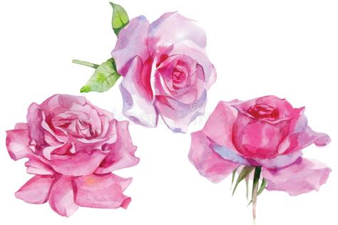 Set Of Pink Roses Watercolor Illustration Isolated Stock Illustration