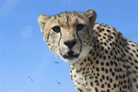 Close Encounters of the Cheetah Kind | Ten Centuries
