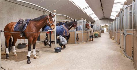 Horse Paradise Stables – Pensionstal Aalsmeer