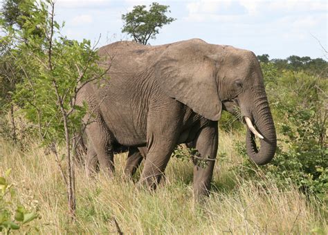 Loxodonta Africana The African Bush Elephant