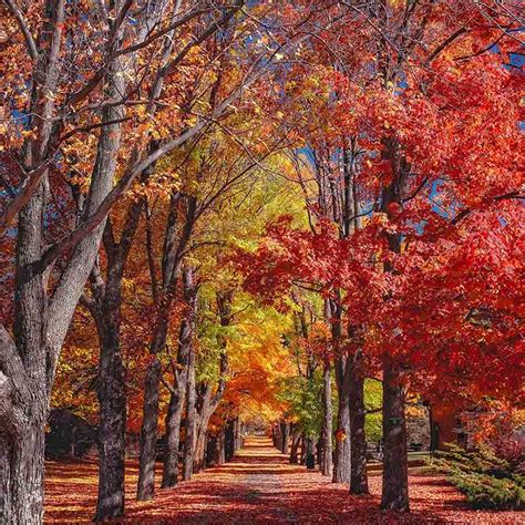 The Science Behind Fall Foliage American Forests