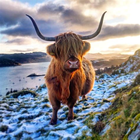 Highland Cow Scottish Highland Cow Highland Cattle Scottish Highlands