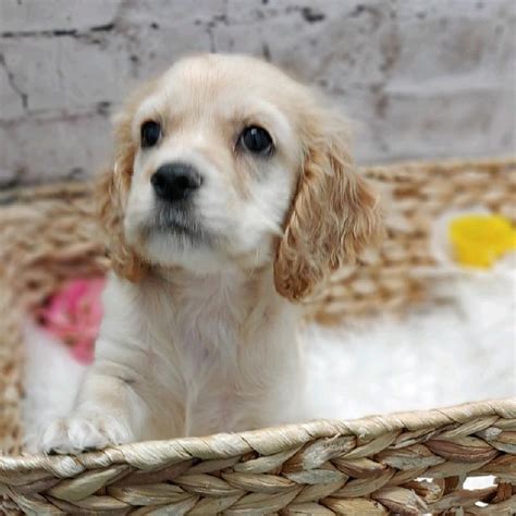 The cavalier king charles spaniel pups are indeed sweet and gentle pets. Cockalier Puppies | Pittsburgh, PA | Petland Robinson