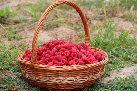 Free Images Branch Raspberry Fruit Berry Sweet Flower Summer Food Produce Basket