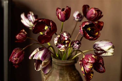 Rare Tulips Grown By Arne Maynard Tulips Planting Bulbs Flowers