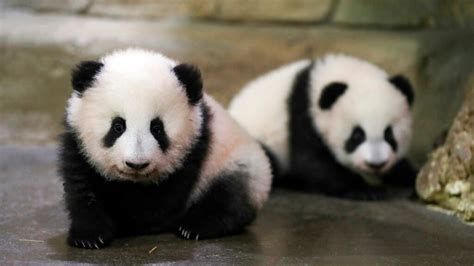 Twin Panda Cubs In French Zoo Take 1st Steps In Public