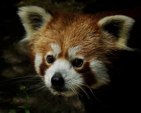 Kleiner Panda Foto And Bild Tiere Zoo Wildpark And Falknerei