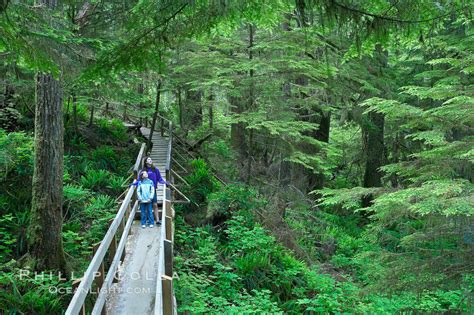 Hikers Admire The Temperate Rainforest Along The Rainforest Trail In