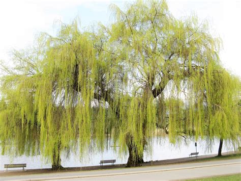 Willow Trees And Shrubs Interesting And Useful Plants Owlcation