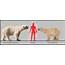 Size Bears Compared To Humans – Adimerdekacom