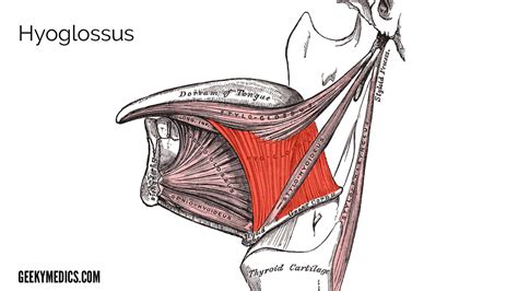 Tongue Anatomy Muscles Innervation Blood Supply Geeky Medics