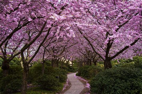 Japanese Garden Cherry Blossom Wallpapers Top Free Japanese Garden