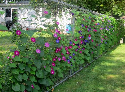 Love Morning Glories On Our Fence Fence Landscaping Garden Vines