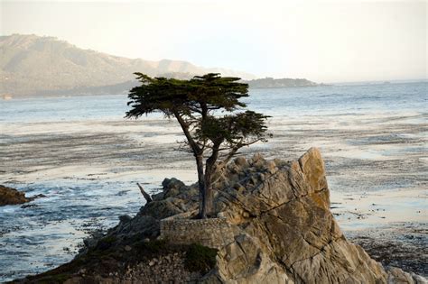 Lonely Cypress Tree In Pebble Beach California In Monterey Usa 1600×1066