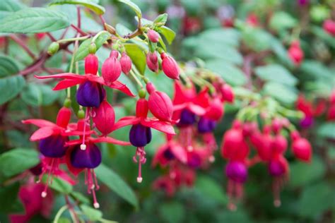 These Are The Best Shade Flowers And Plants For Your Yard