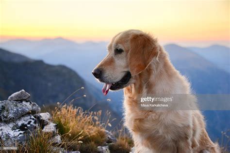 Golden Retriever Dog In A Mountain At Sunrise High Res Stock Photo