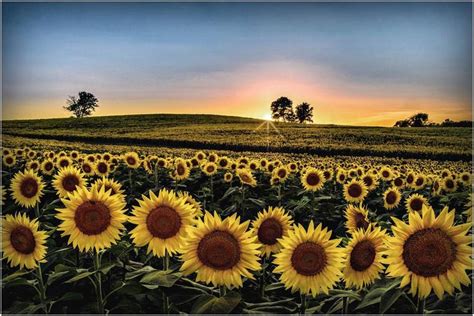 Grinter Farms Sunflower Field Lawrence Ks Sunflower