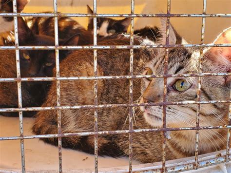 The Dangers Of Insulation For Cats Hyaenidae