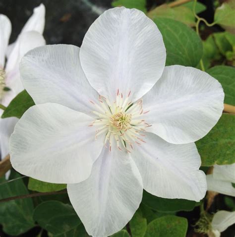 We did not find results for: Clematis Chantilly mature & hardy 2 year old plants, 2 ...