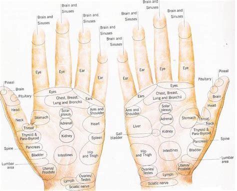 Steps How To Apply Reflexology To The Hand With Pictures