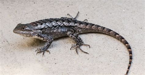 Texas Spiny Lizard Animal Facts Sceloporus Olivaceous A Z Animals