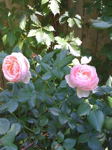 The collection includes over 200 varieties of roses. David Austin "Heritage Rose" in my garden | Heritage rose ...