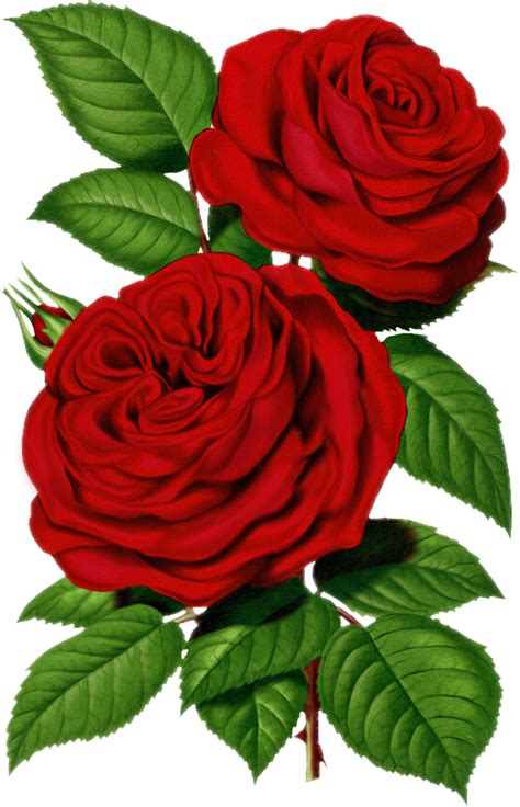 Victorian Rose Pictures Free Download Clip Art Free Clip Art