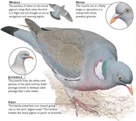 What Is The Life Cycle Of A Pigeon