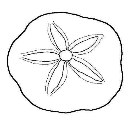 Coloring Page Seashell Sand Dollar Drawing Free Image Download