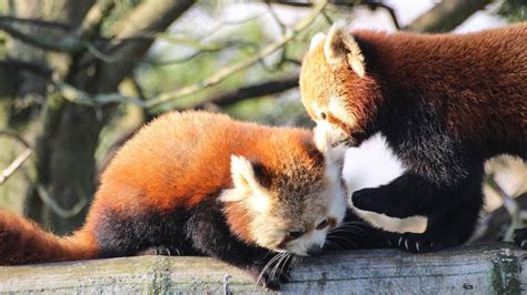 Is It Legal To Own A Red Panda As A Pet