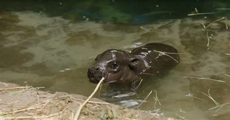Pygmy Hippo Calf Gets Born For First Time In Three Decades Animal