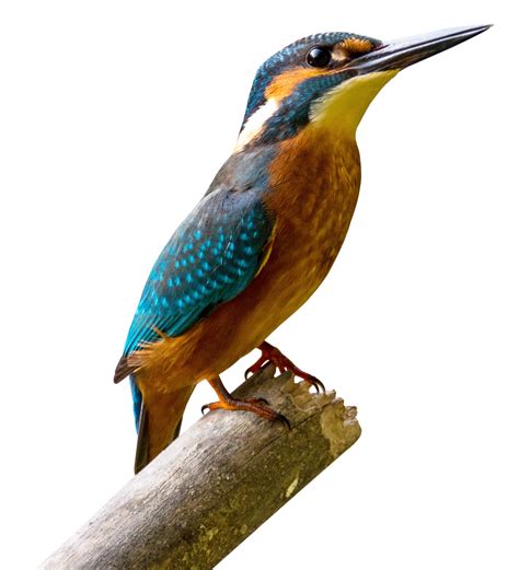 Kingfisher Bird Png Free Image Png All Png All