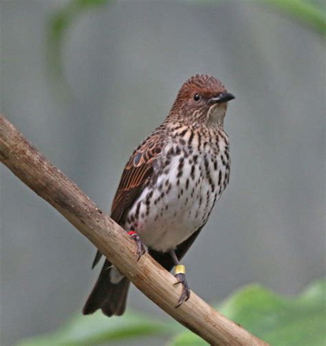 They can often be found perching on wires and trees making loud whistles. Pictures and information on Violet-backed Starling