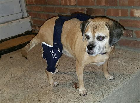 Our veterinary technicians provide personal live video supervision of measuring, and fitting of your dog acl brace in the comfort of your own home. How To Make A Homemade Dog Knee Brace | Bruin Blog
