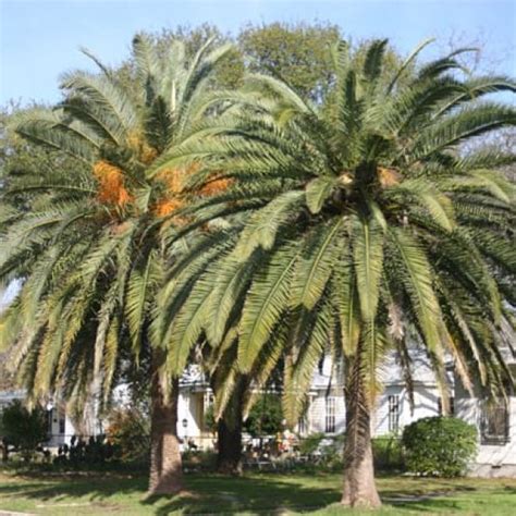 Canary Island Date Palm Garden Style San Antonio