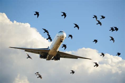 Why Do Planes Suffer Such Heavy Damage When Hit By Birds Scarecrow