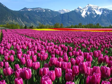 46 Gambar Bunga Lily Paling Indah Yang Wajib Disimak Informasi