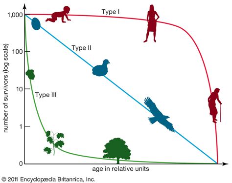 Mammal Territoriality Adaptations Behavior Britannica