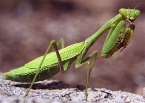Caracteristicas De La Mantis Religiosa Su Vida Y Hábitat Natural
